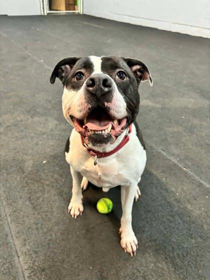 Enlarge Lucky, a Adoptable mixed breed in Montreal, QC image 3/3