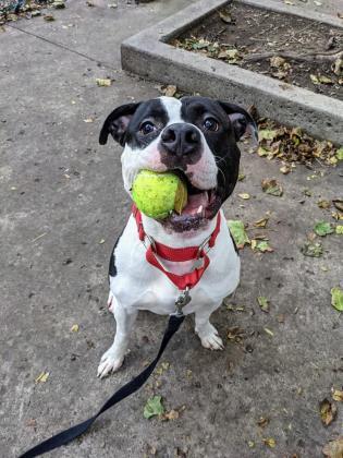 Enlarge Lucky, a Adoptable mixed breed in Montreal, QC image 3/3