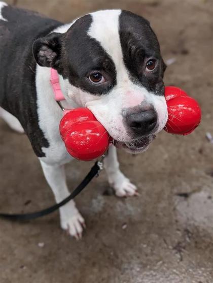 Enlarge Lucky, a Adoptable mixed breed in Montreal, QC image 2/3