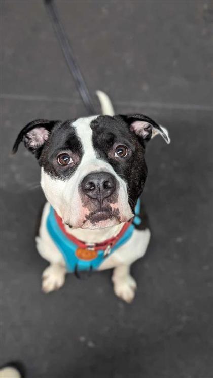 Enlarge Lucky, a Adoptable mixed breed in Montreal, QC image 3/3