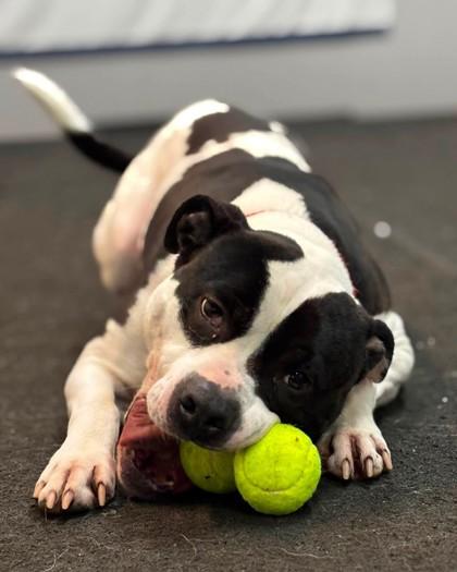 Lucky, a Adoptable mixed breed in Montreal, QC image 3/3