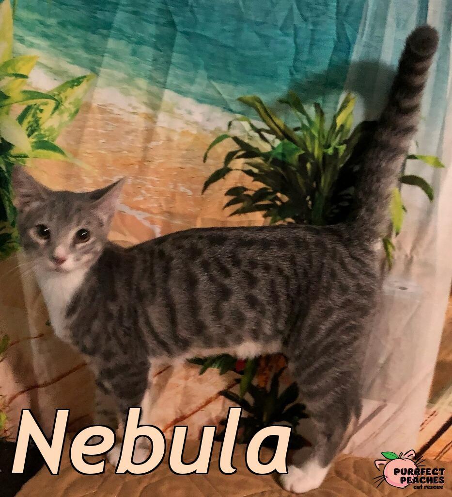 Nebula, Adoptable, Kitten Female Domestic Short Hair.