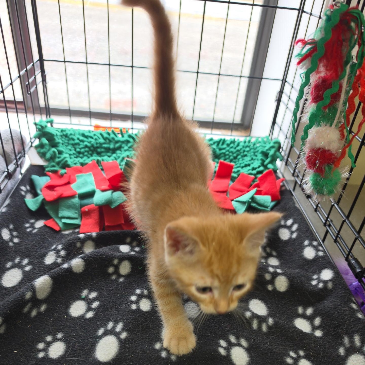 Trumpet Lilly, adopted, Kitten Male Tabby & Tiger.