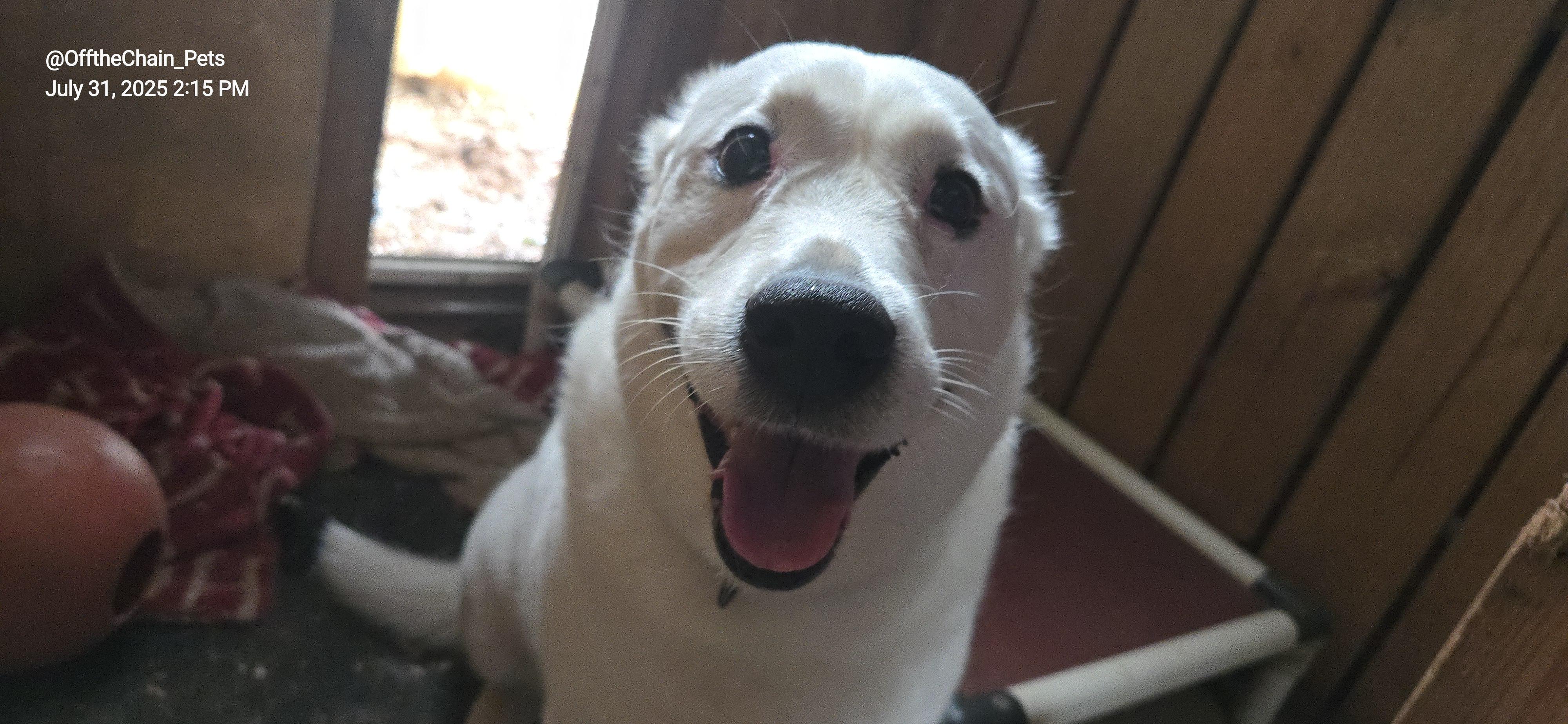 Enlarge Winnie, a Adoptable Labrador Retriever in Toney, AL image 1/6