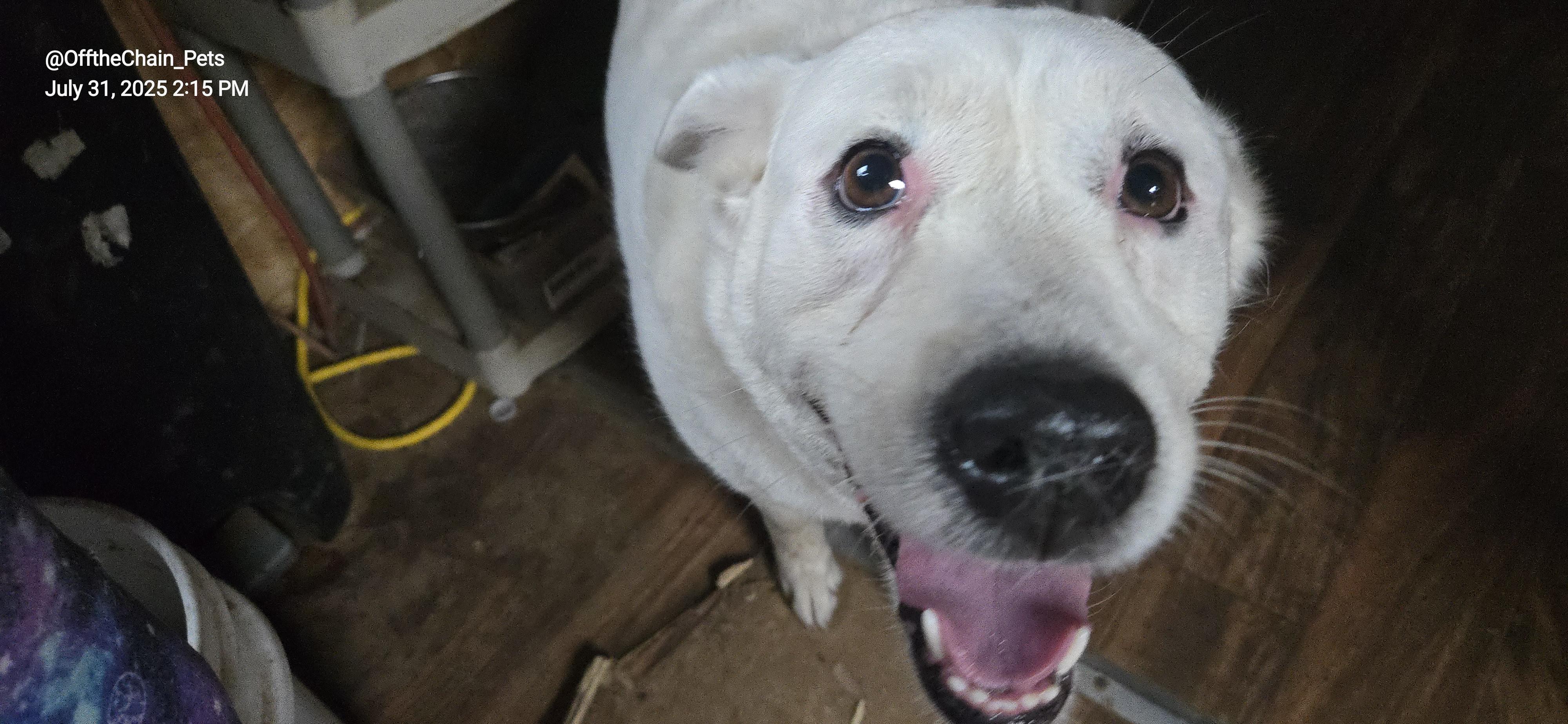 Enlarge Winnie, a Adoptable Labrador Retriever in Toney, AL image 5/6