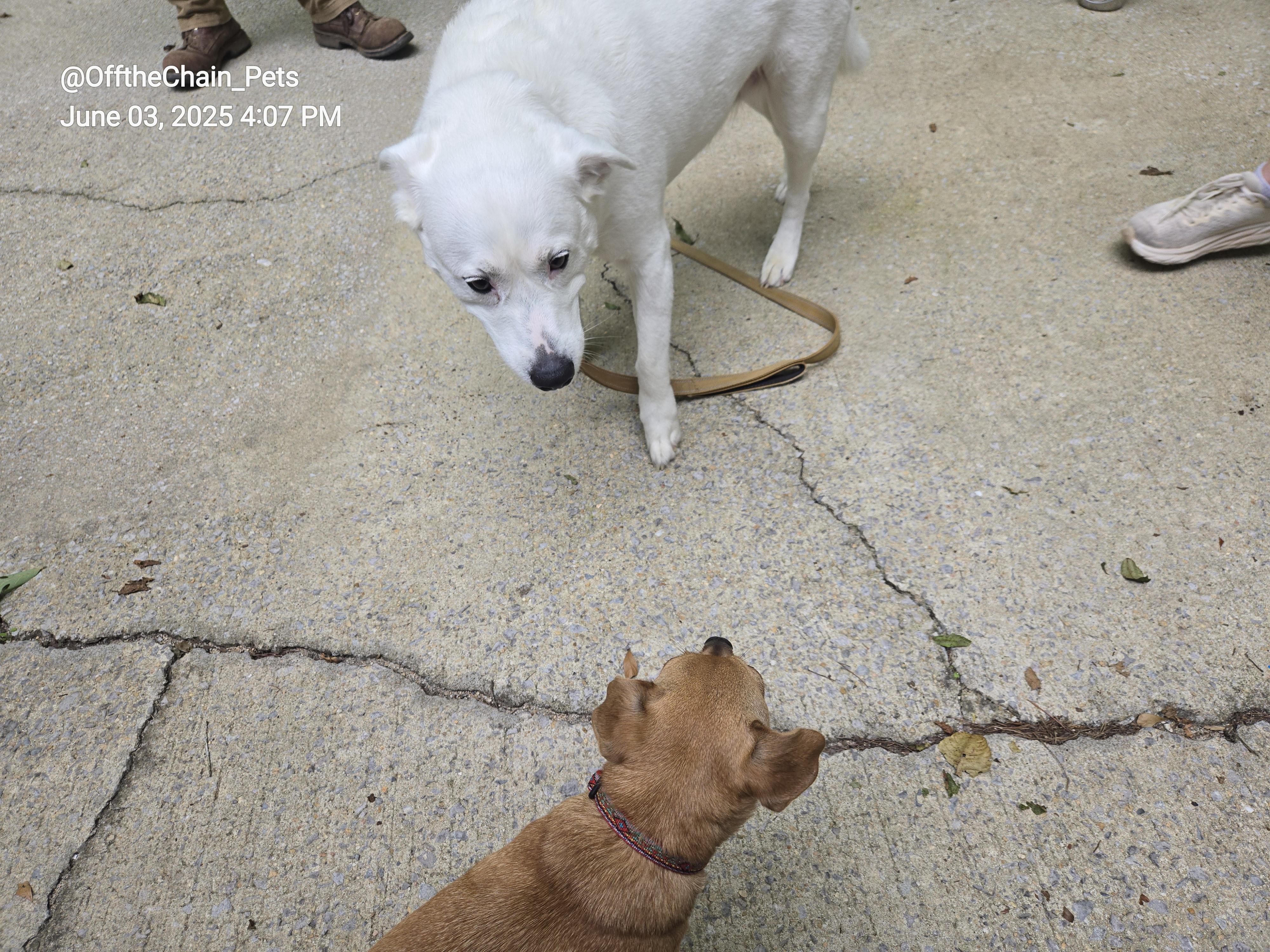 Enlarge Winnie, a Adoptable Labrador Retriever in Toney, AL image 6/6