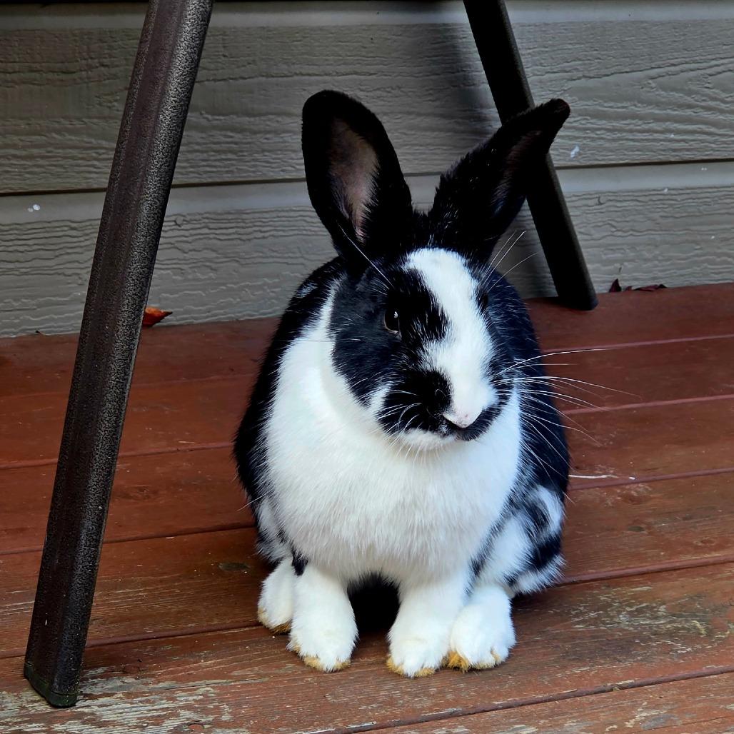 Lady Bunsington, Adoptable, Adult Female American.