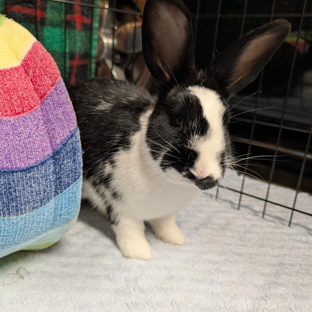 Enlarge Lady Bunsington, a Adoptable American in Portland, OR image 2/6