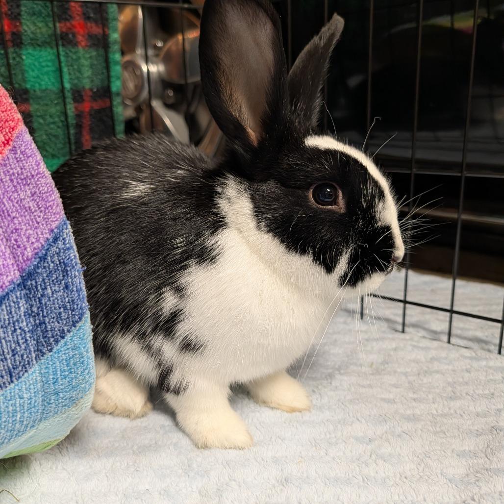 Enlarge Lady Bunsington, a Adoptable American in Portland, OR image 3/6