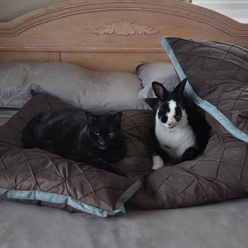 Enlarge Lady Bunsington, a Adoptable American in Portland, OR image 4/6