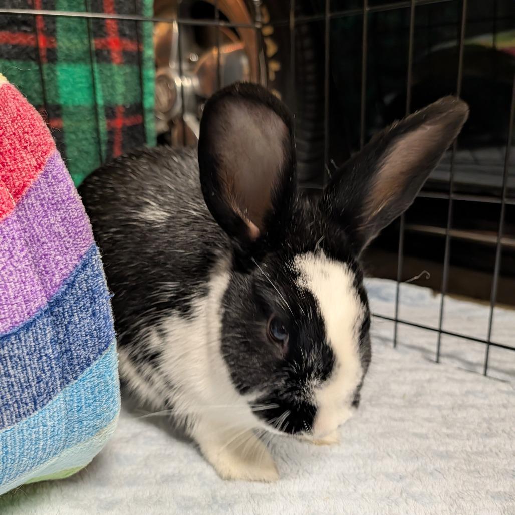 Enlarge Lady Bunsington, a Adoptable American in Portland, OR image 5/6