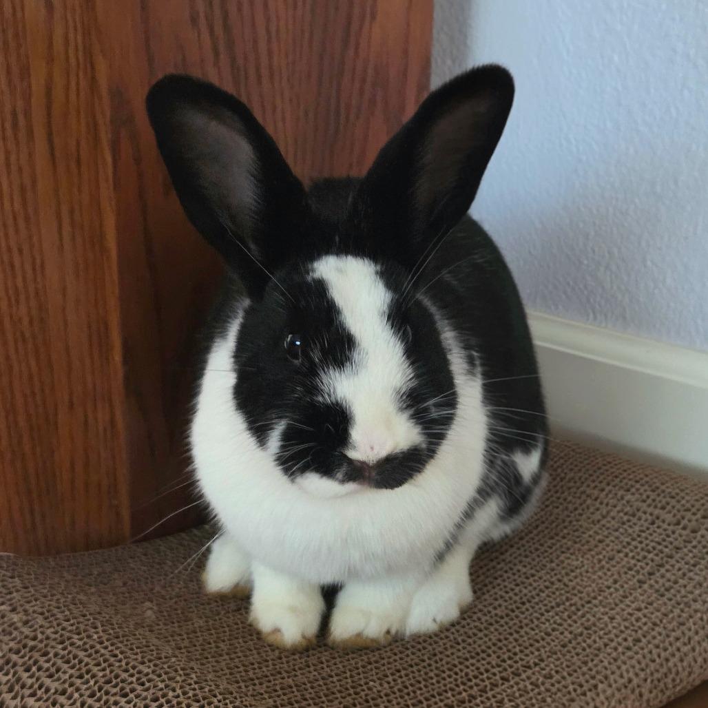 Enlarge Lady Bunsington, a Adoptable American in Portland, OR image 6/6