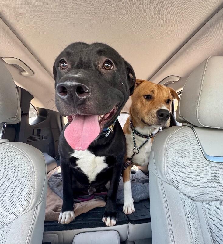 Buzz Lightyear to Infinity and Your Heart — thumbnail 4