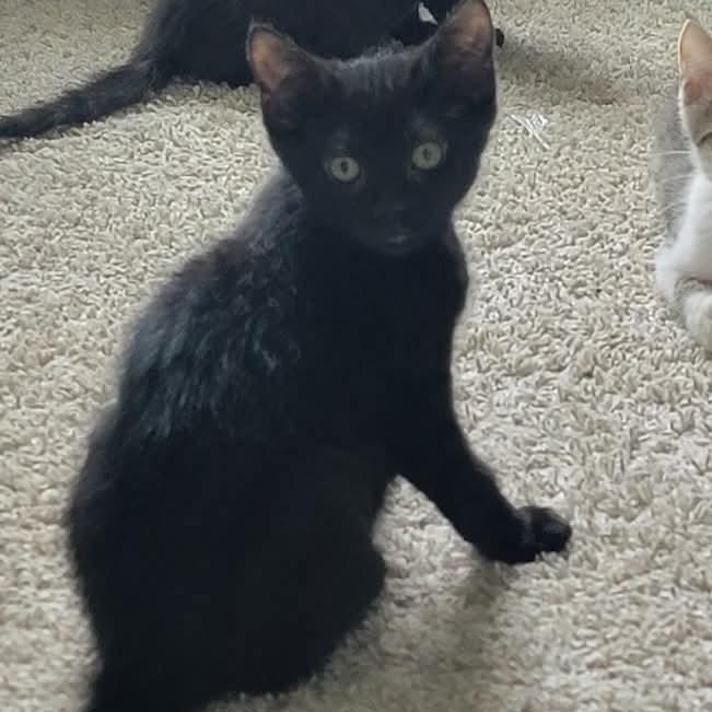 Knauf, Adoptable, Kitten Male Domestic Short Hair.