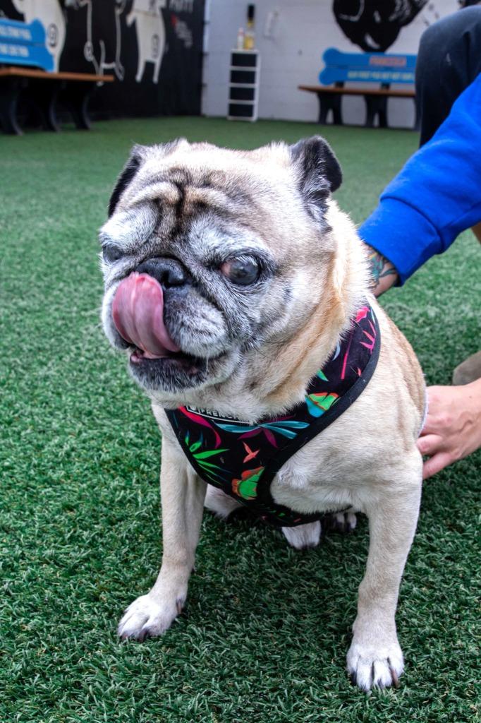 Mykey, Adoptable, Senior Male Pug.