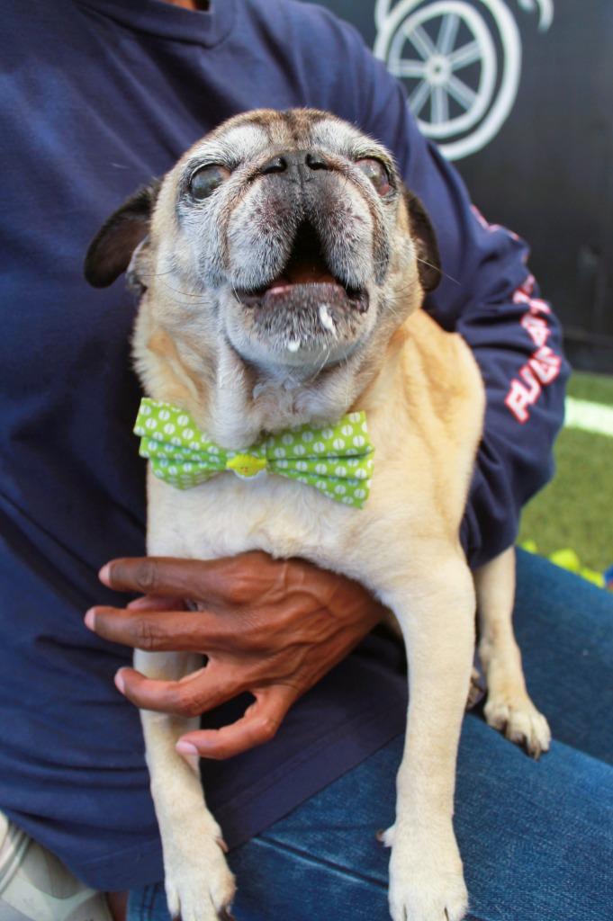 Mykey, a Adoptable Pug in Gardena, CA image 2/6