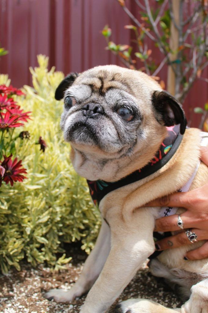 Mykey, a Adoptable Pug in Gardena, CA image 3/6