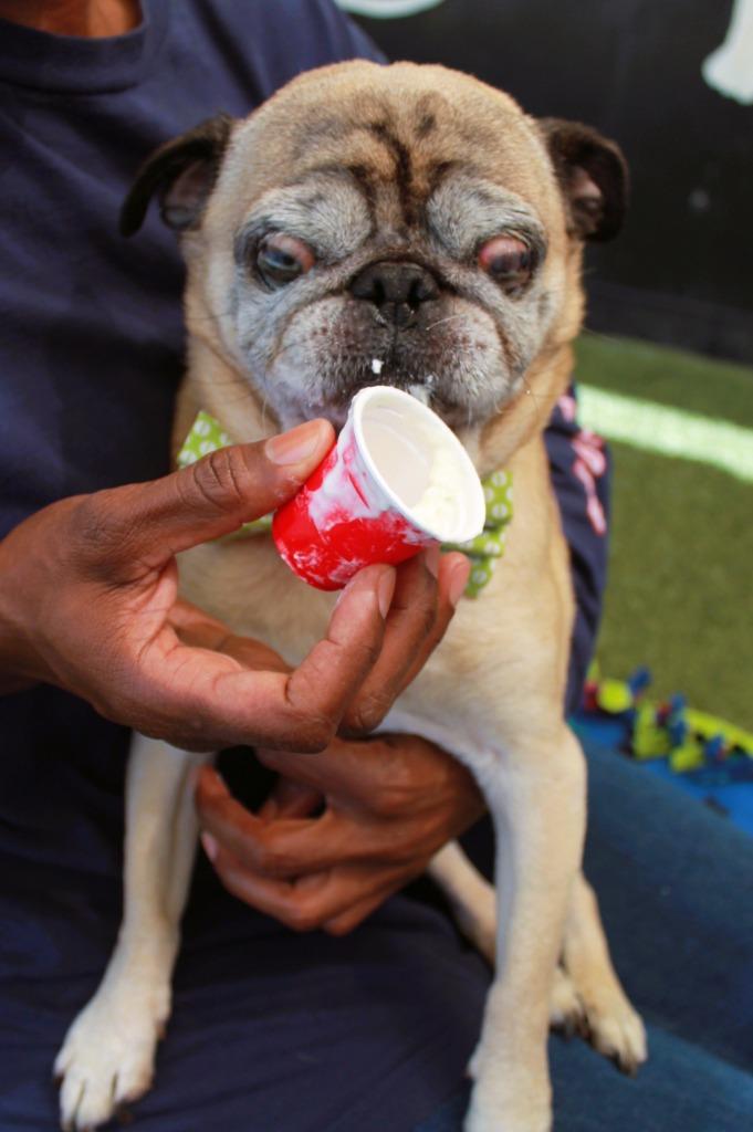 Mykey, a Adoptable Pug in Gardena, CA image 4/6
