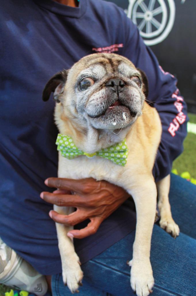 Mykey, a Adoptable Pug in Gardena, CA image 5/6