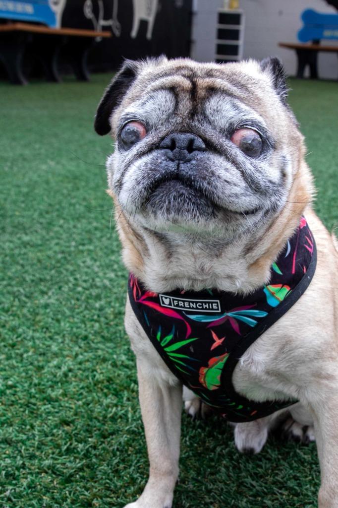 Mykey, a Adoptable Pug in Gardena, CA image 6/6