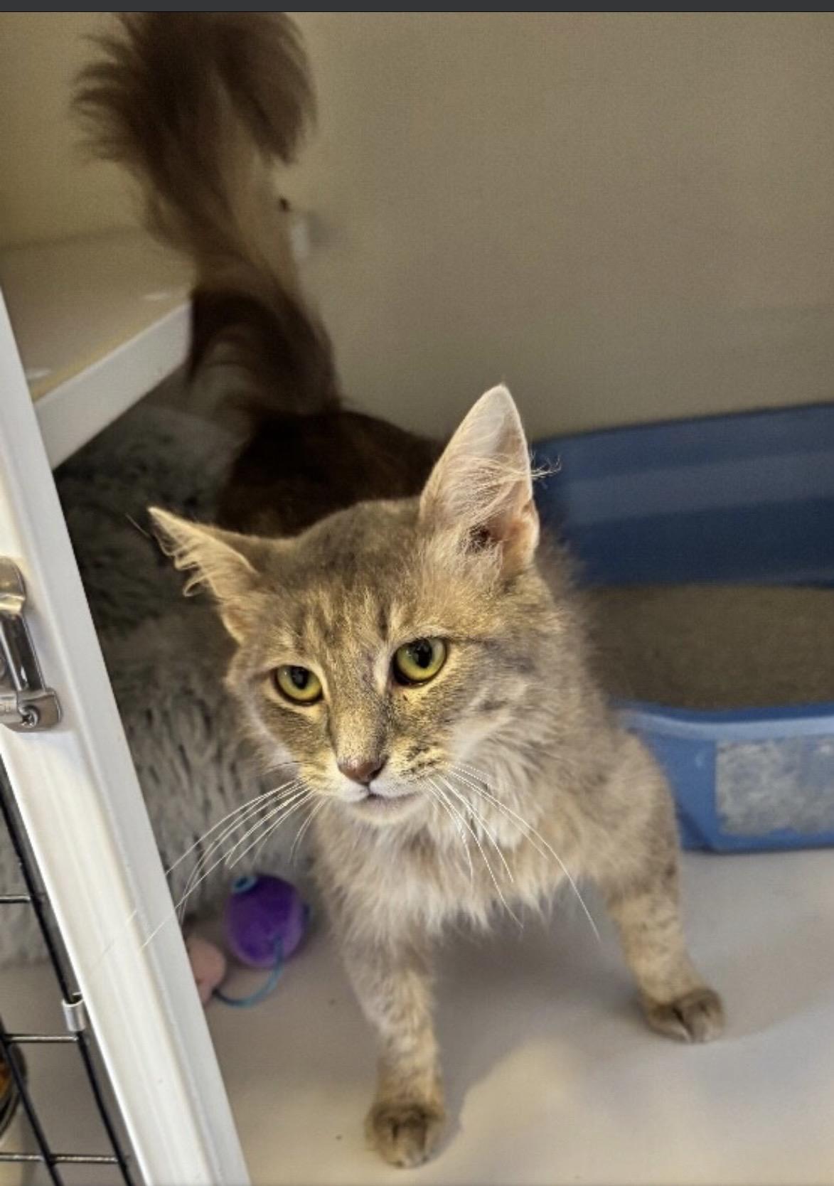 Chessie, Adopted, Adult Female Domestic Medium Hair.
