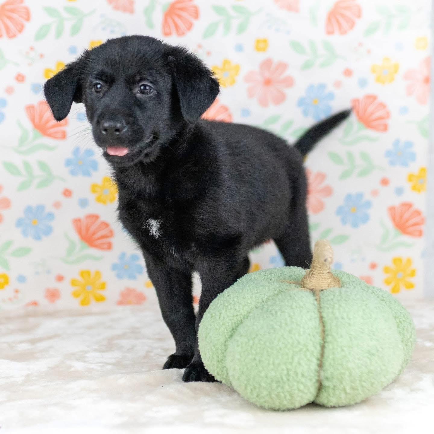 Enlarge Nuptials “Nuppy”, a Adoptable Mixed Breed in Smyrna, GA image 1/6