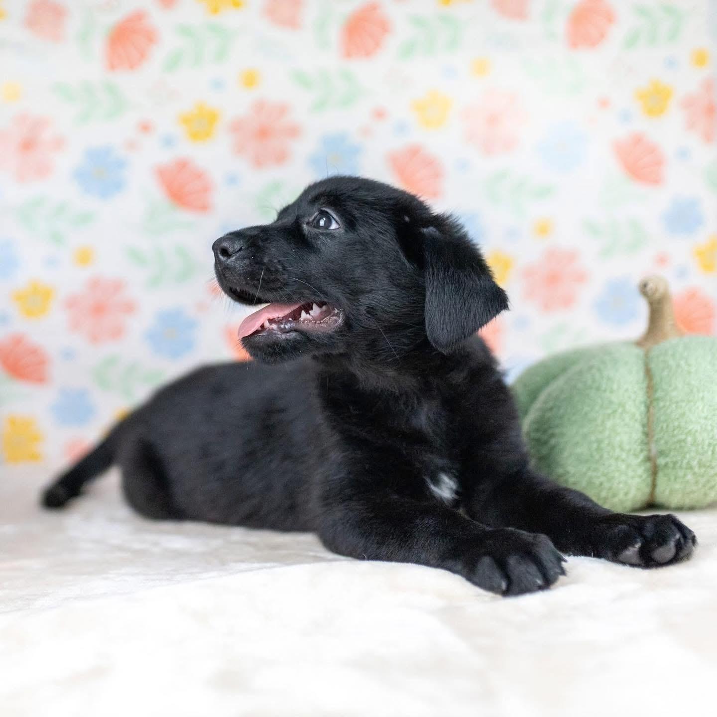 Enlarge Nuptials “Nuppy”, a Adoptable Mixed Breed in Smyrna, GA image 2/6