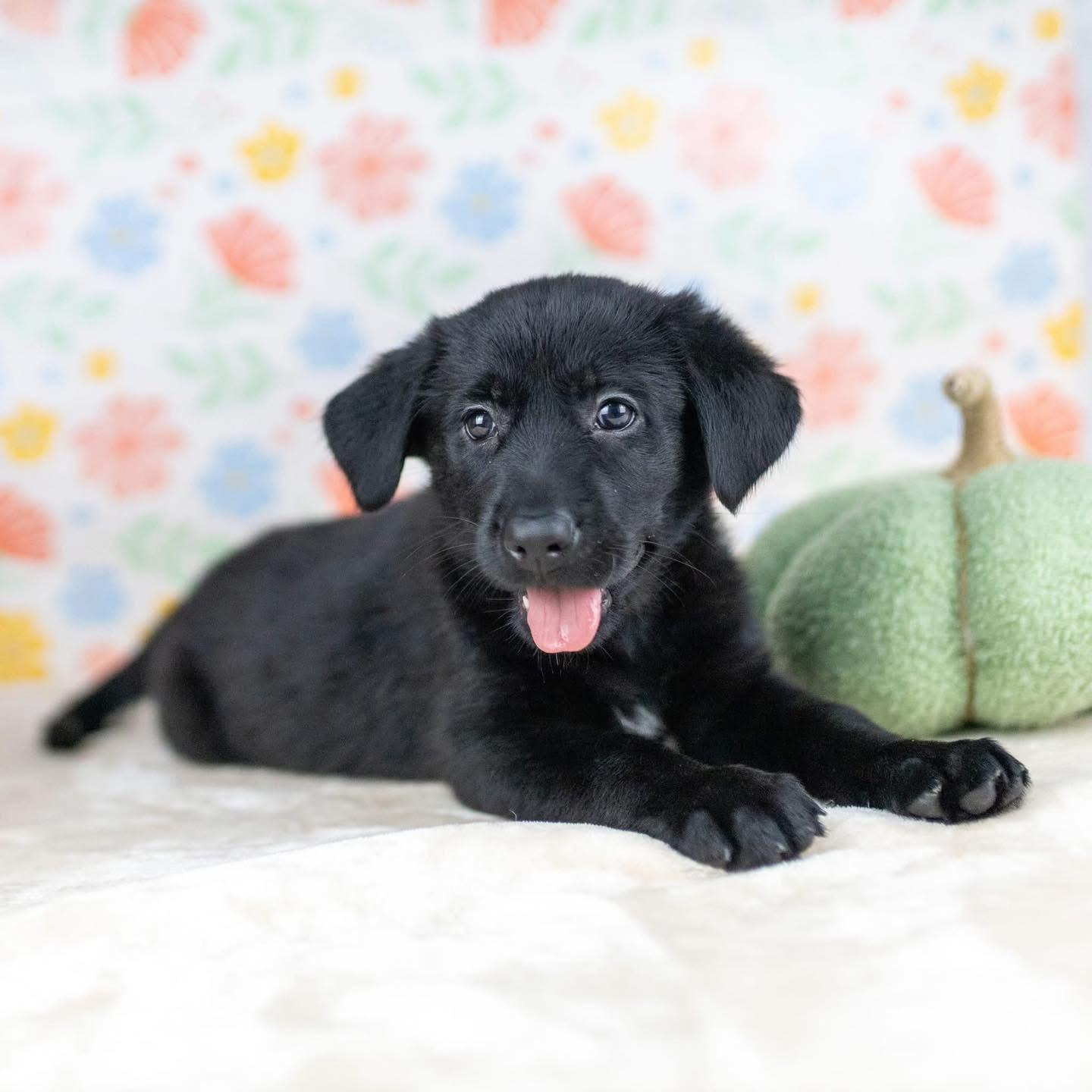 Enlarge Nuptials “Nuppy”, a Adoptable Mixed Breed in Smyrna, GA image 3/6