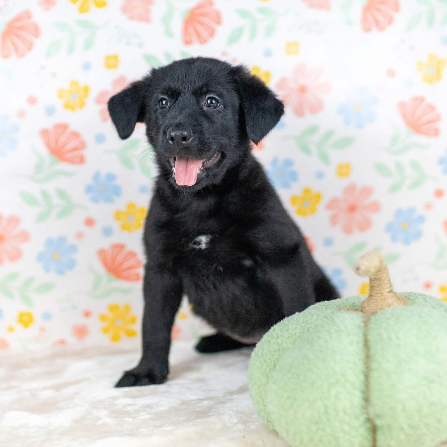 Enlarge Nuptials “Nuppy”, a Adoptable Mixed Breed in Smyrna, GA image 4/6
