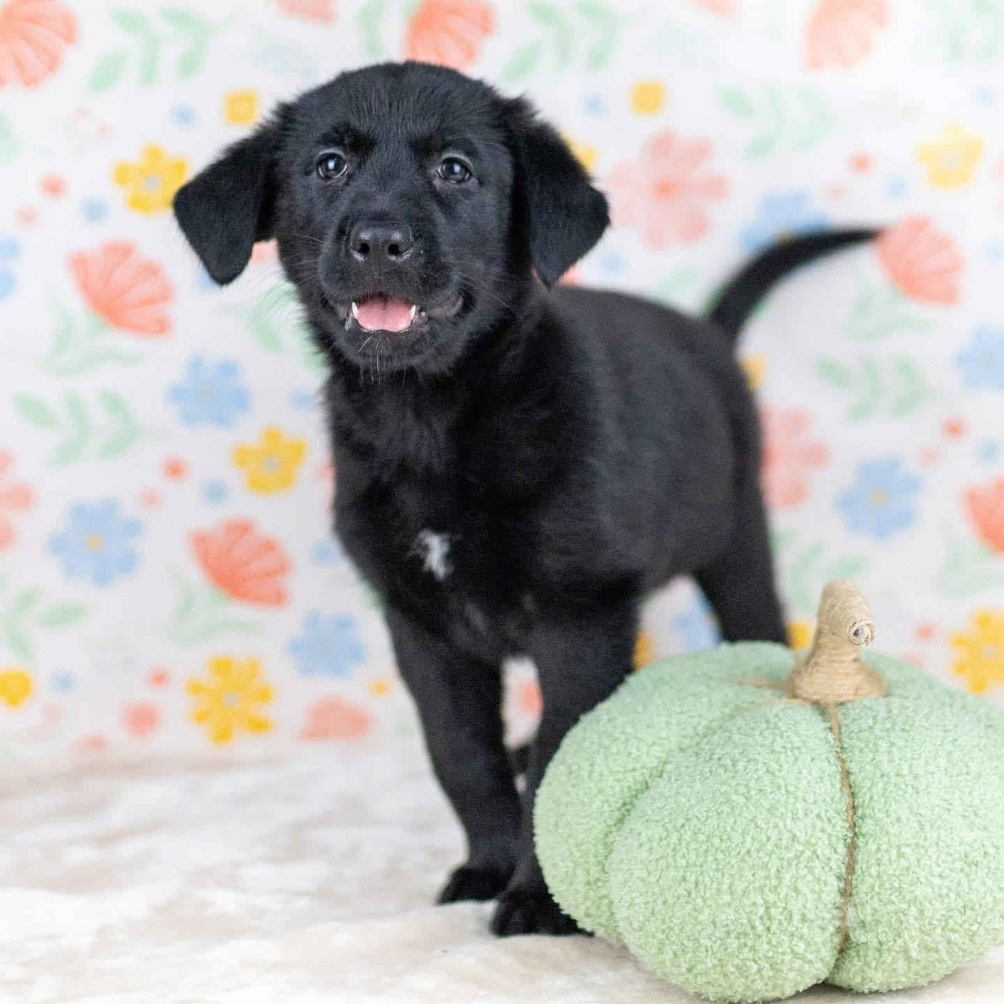 Enlarge Nuptials “Nuppy”, a Adoptable Mixed Breed in Smyrna, GA image 5/6