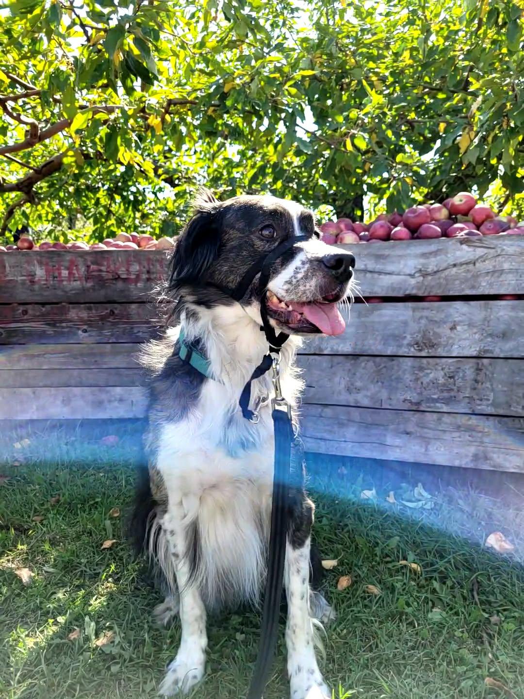 Percy, a ADOPTABLE mixed breed in Pointe-Claire, QC image 6/6