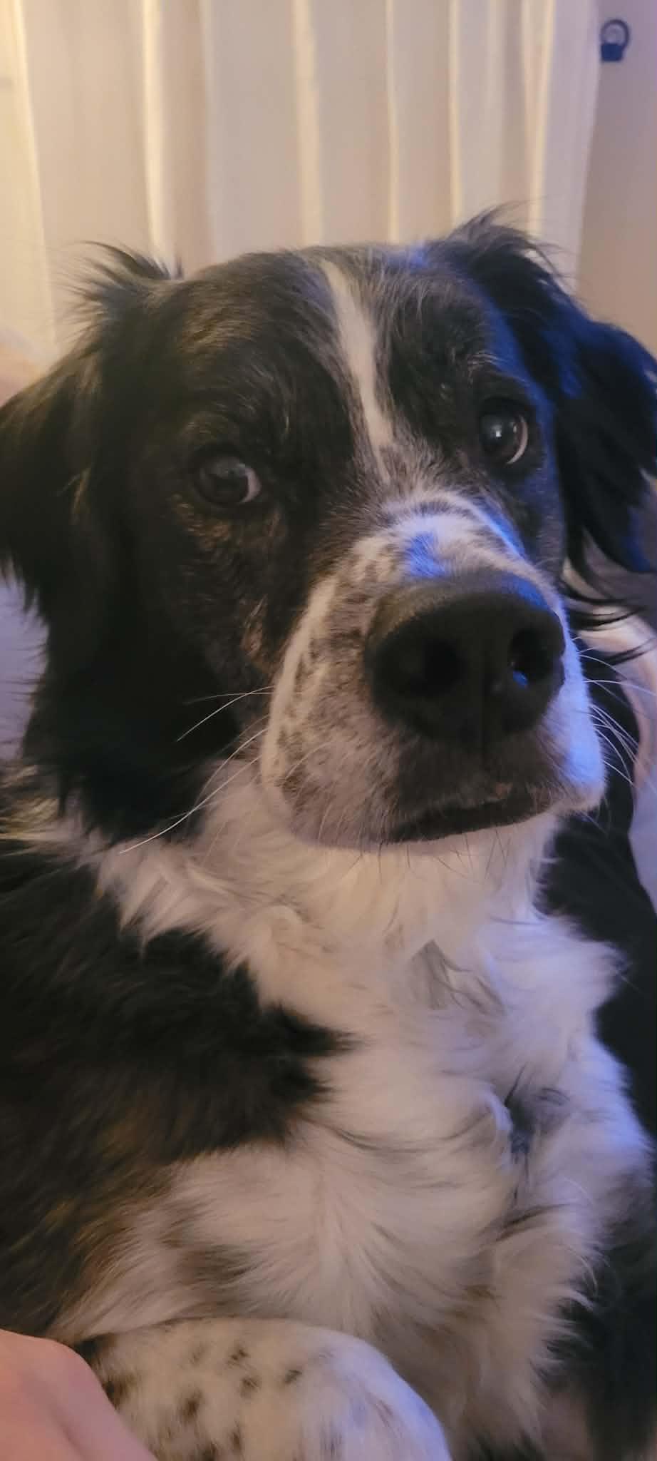 Percy, a ADOPTABLE mixed breed in Pointe-Claire, QC image 3/6