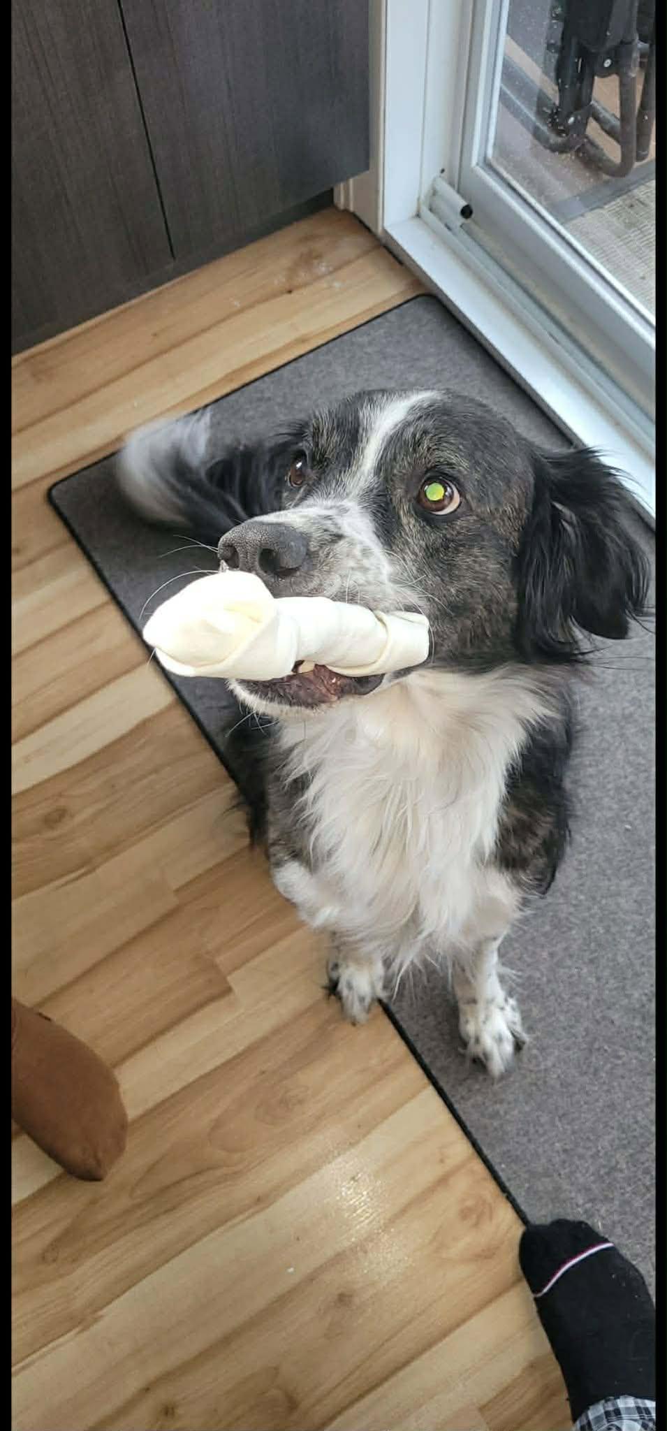 Percy, a ADOPTABLE mixed breed in Pointe-Claire, QC image 5/6