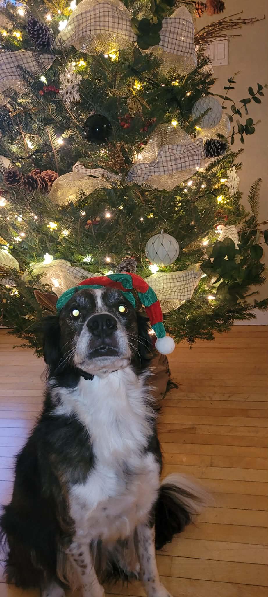 Percy, a ADOPTABLE mixed breed in Pointe-Claire, QC image 2/6