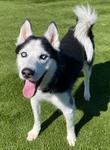 Enlarge Titus, a Adoptable Siberian Husky in Logan, IA image 1/1