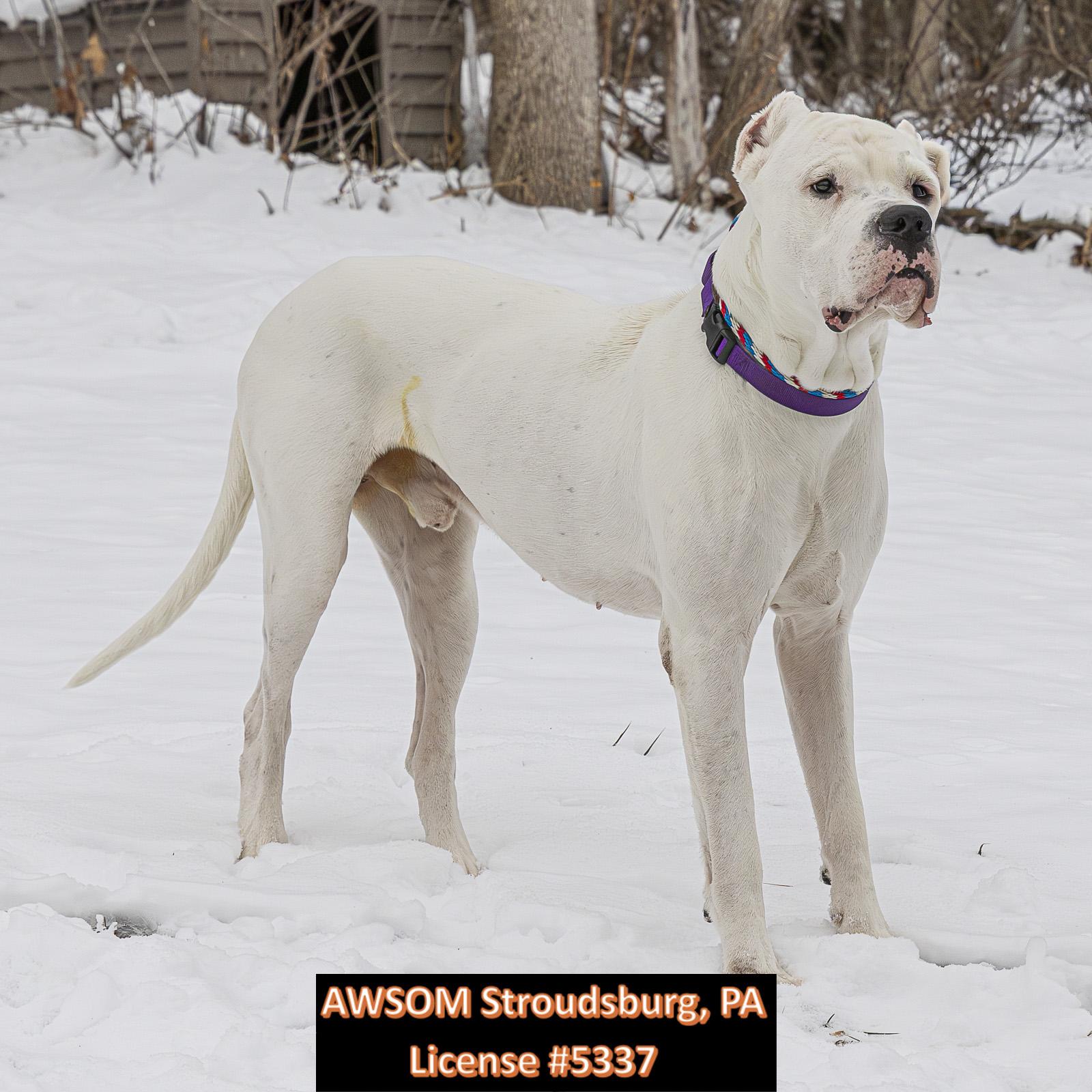 Kain, a ADOPTABLE mixed breed in Stroudsburg, PA image 3/3