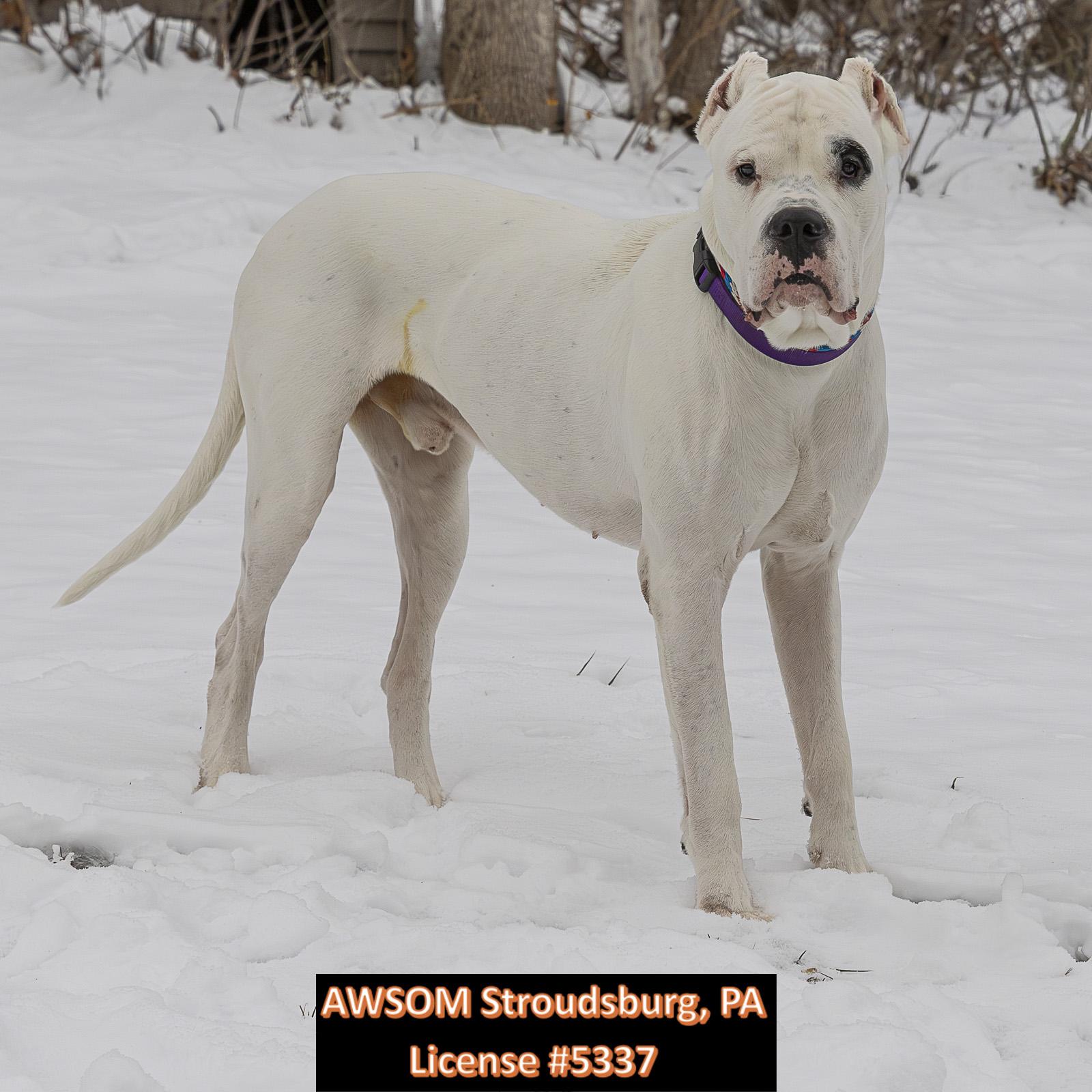 Kain, a ADOPTABLE mixed breed in Stroudsburg, PA image 2/3