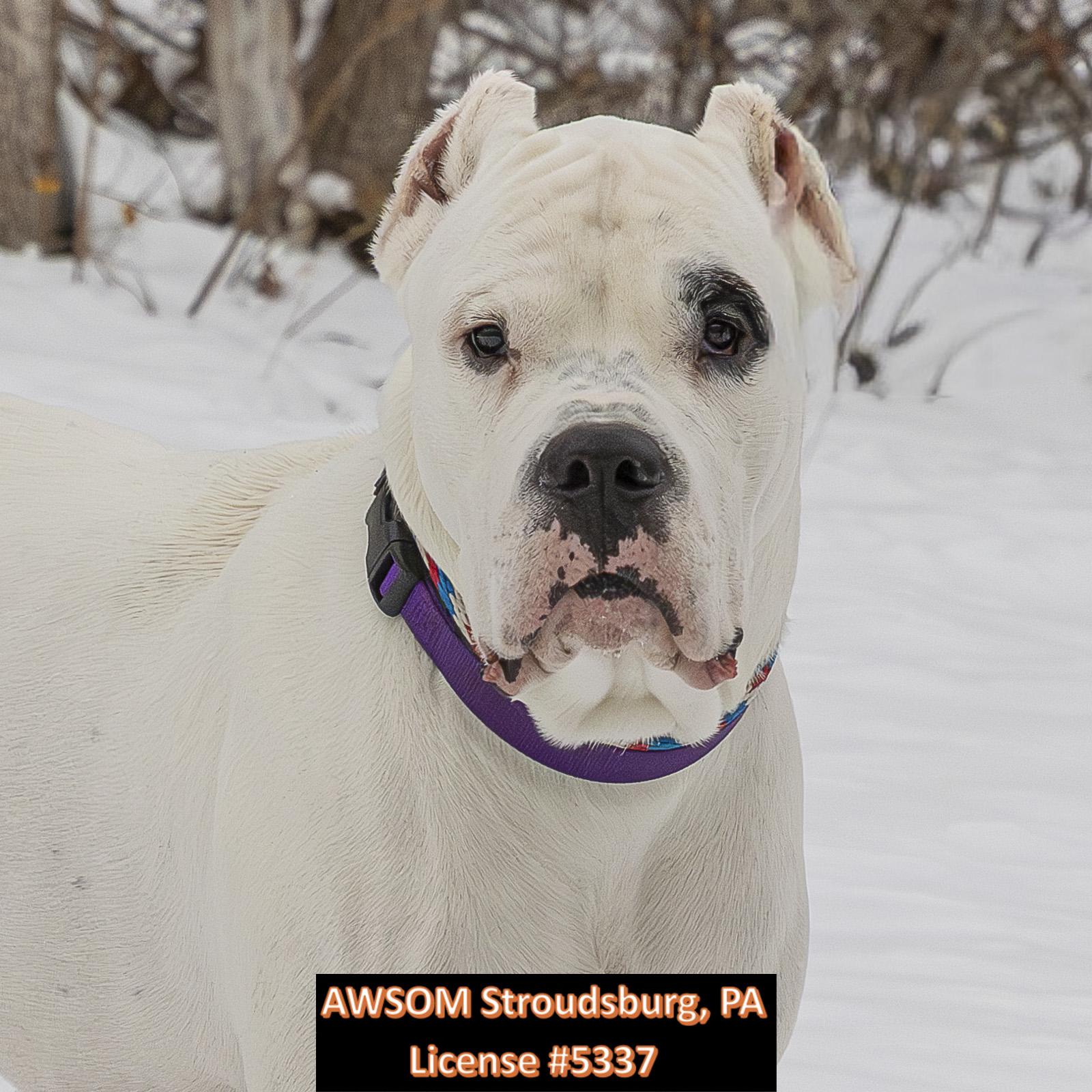 Kain, ADOPTABLE, Young Male Dogo Argentino.