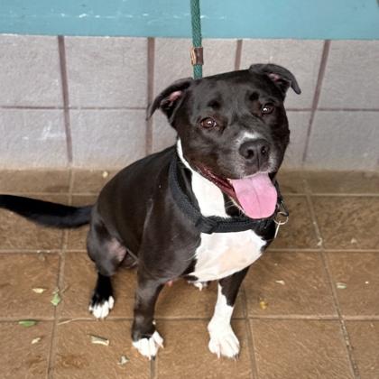 Enlarge Spot, a Adoptable mixed breed in Honolulu, HI image 1/3
