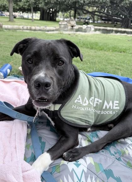 Enlarge Spot, a Adoptable mixed breed in Honolulu, HI image 2/3