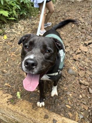 Enlarge Spot, a Adoptable mixed breed in Honolulu, HI image 3/3