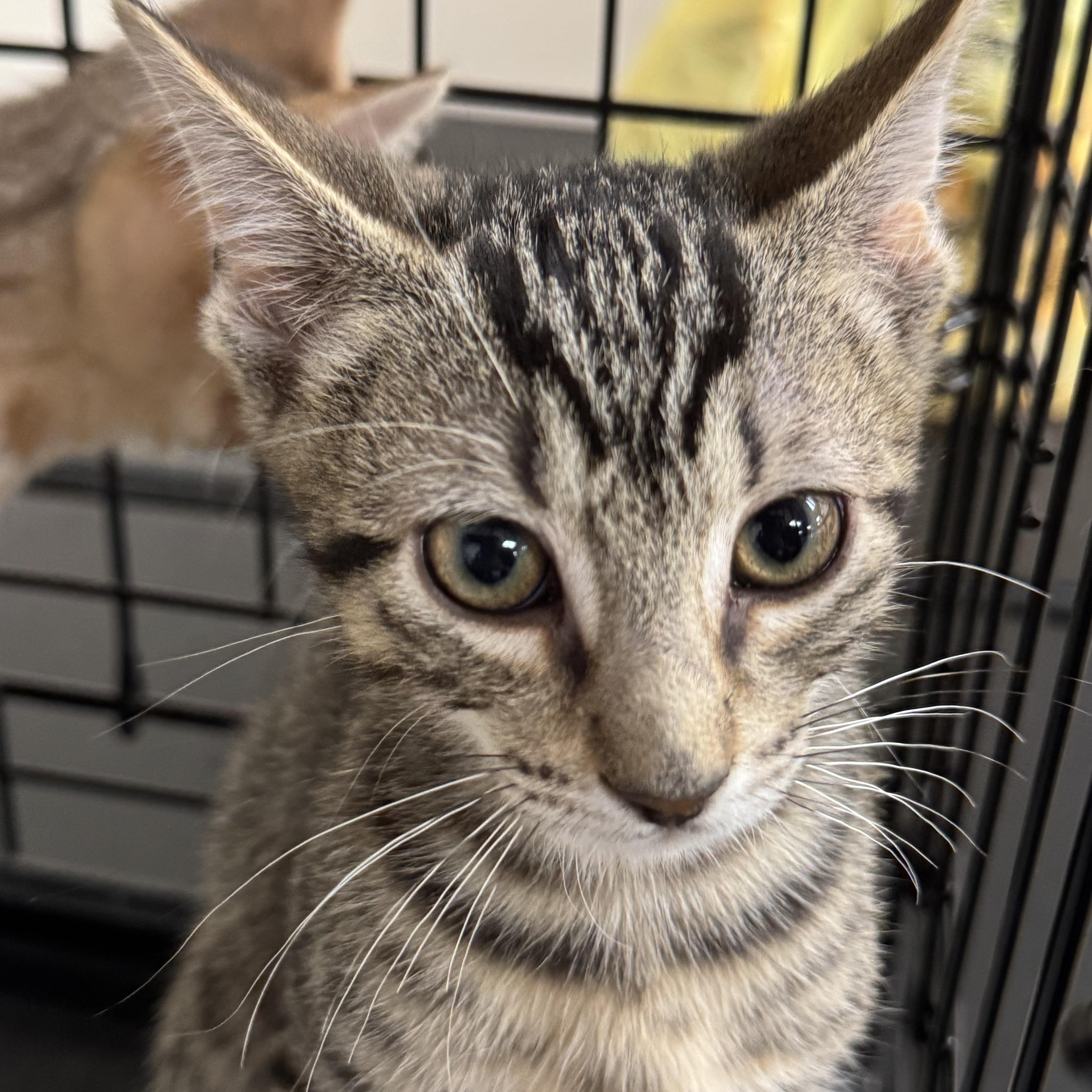 Brownie, a ADOPTABLE Domestic Short Hair in Crossville, TN image 3/3