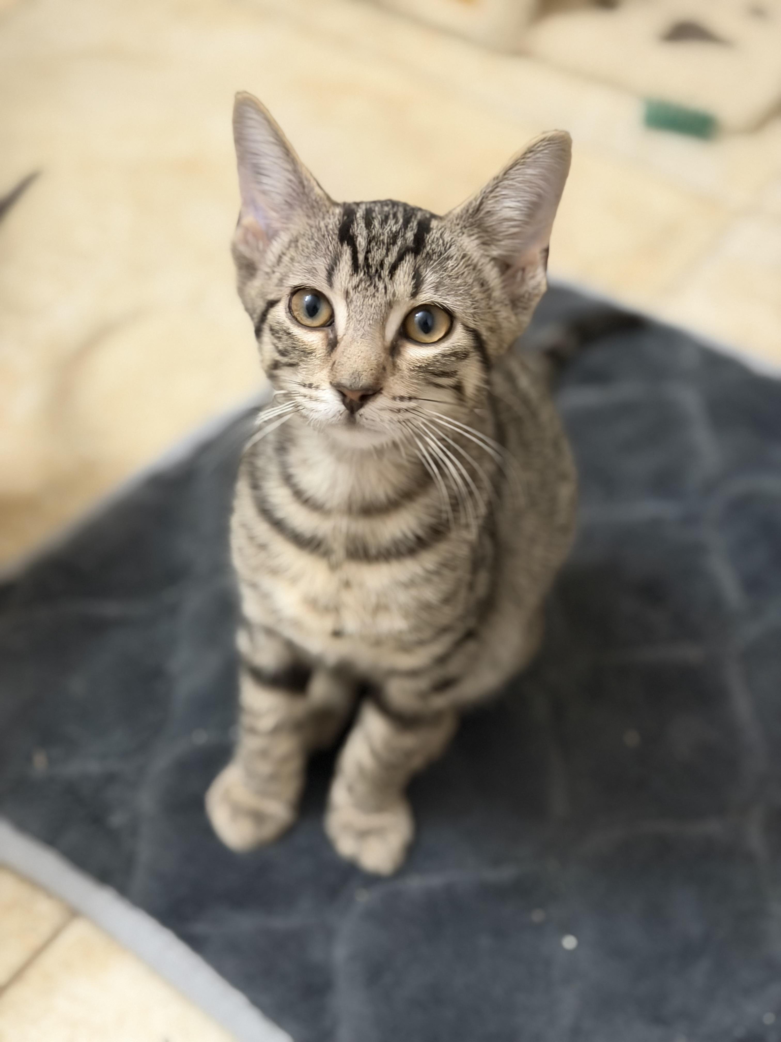 Brownie, ADOPTABLE, Young Male Domestic Short Hair.