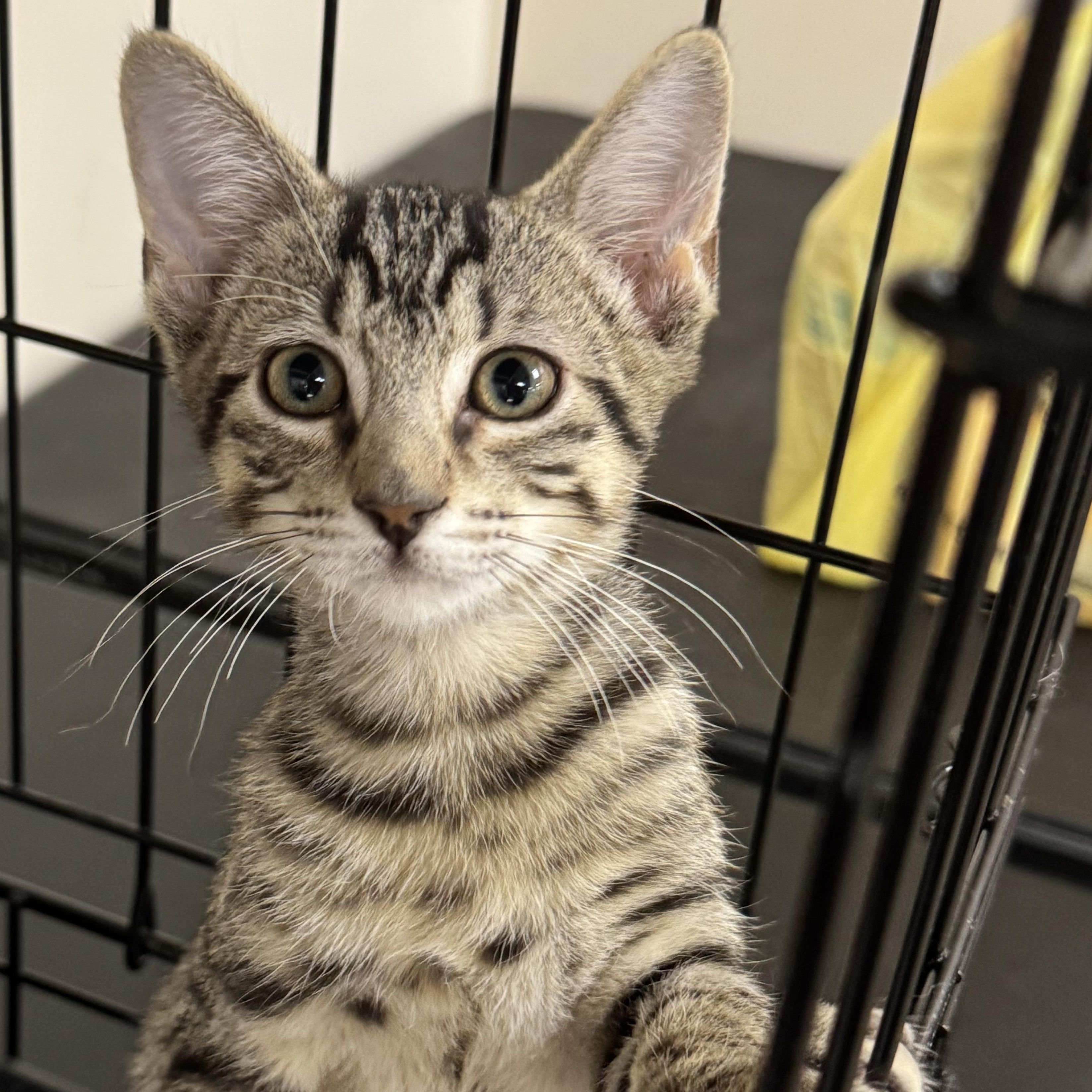 Brownie, a ADOPTABLE Domestic Short Hair in Crossville, TN image 2/3