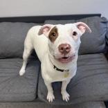 Sia, ADOPTABLE, Adult Female Mixed Breed.