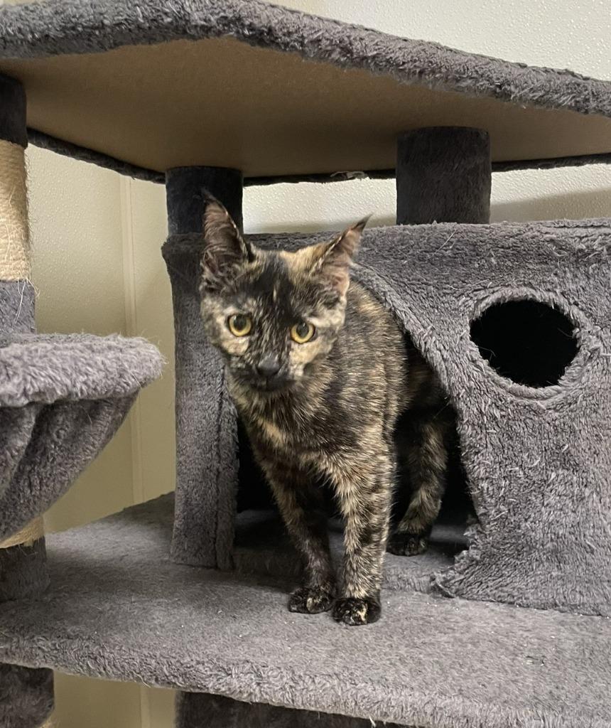 Hannah, Adoptable, Kitten Female Domestic Short Hair.