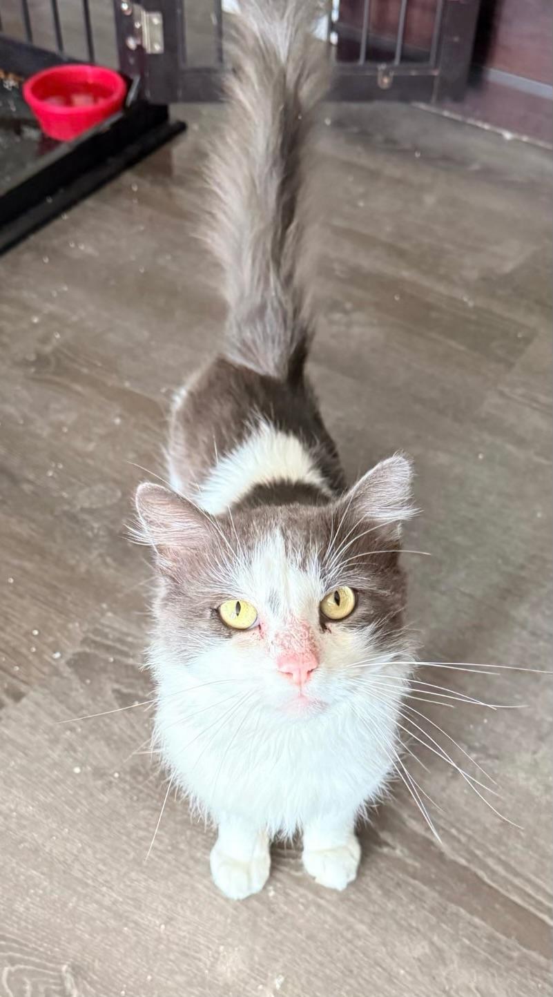 Tyler, Adoptable, Young Male Domestic Medium Hair.