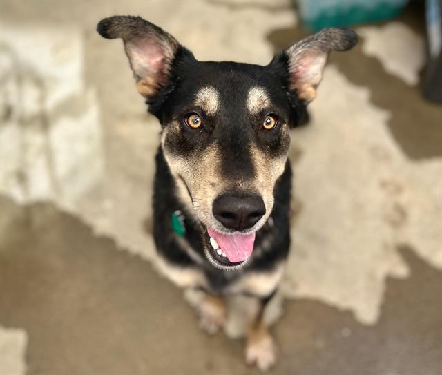 MARTY, Adoptable, Adult Male German Shepherd Dog & Mixed Breed.