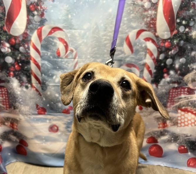 Topaz-Not Accepting Applications Yet!, a Adoptable mixed breed in Medina, OH image 4/5