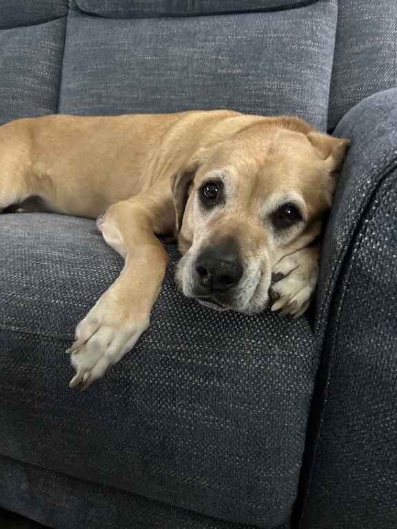 Topaz, adoptable, Adult Female Yellow Labrador Retriever.